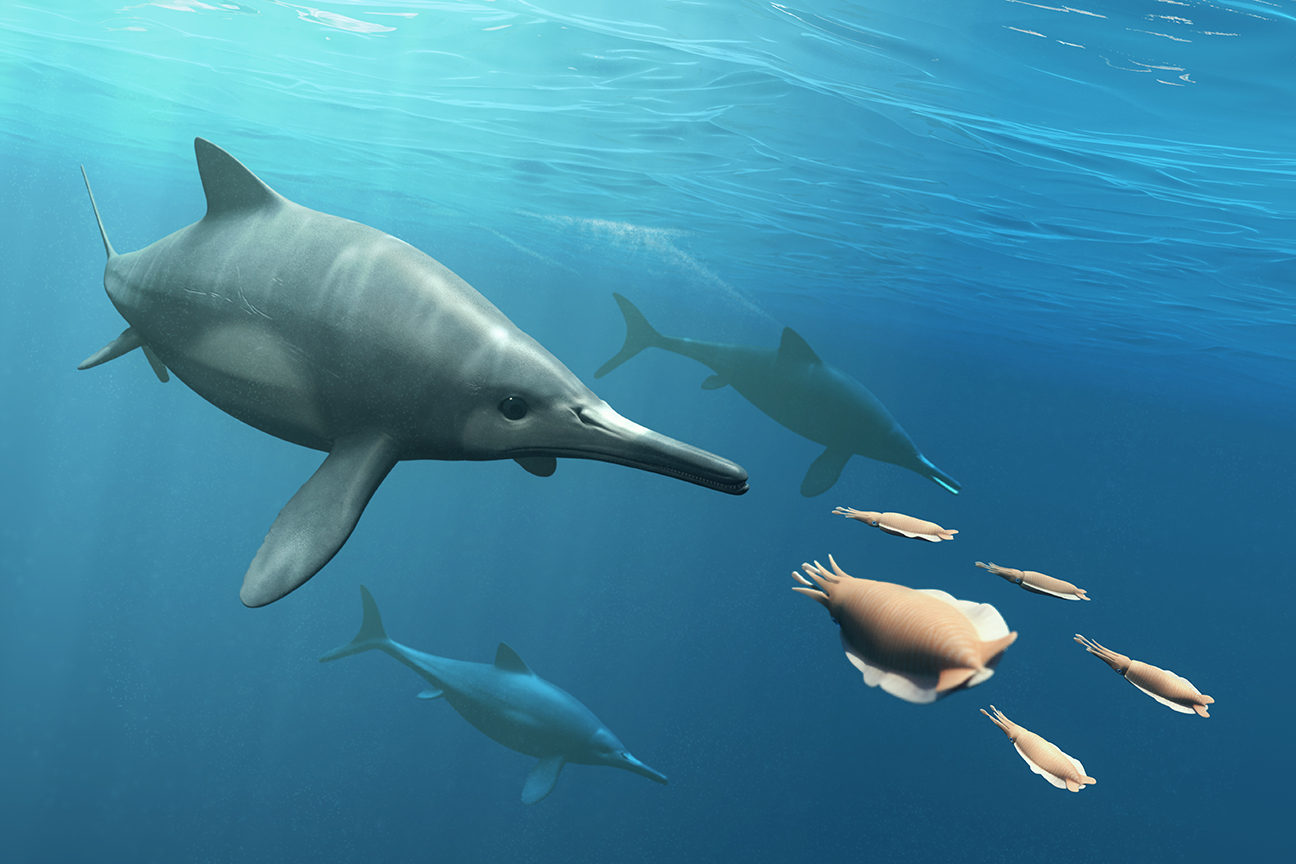 Ichthyosaurus: Ophthalmosaurus. Hunting for Trachyteuthis in the Jurassic Oceans.