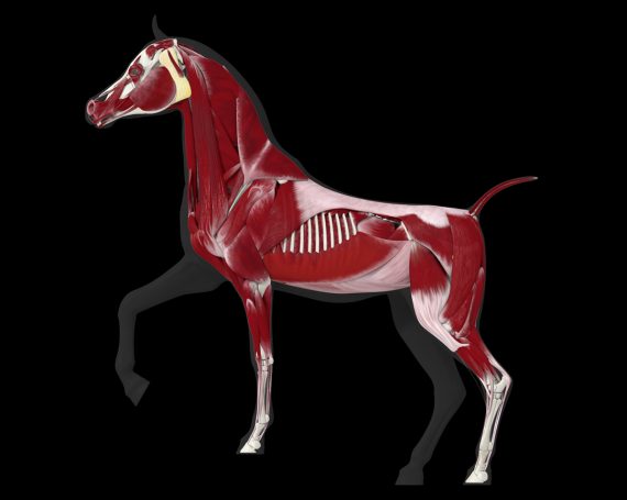 Arabian Horse Anatomy